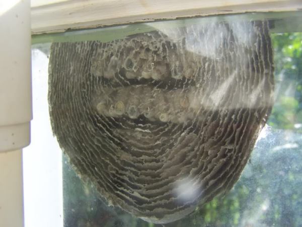 Giant Wasp Nest Found On Window Littlegate Publishing